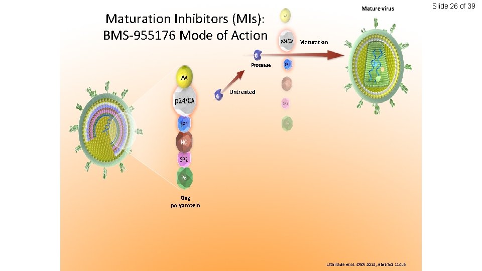 Maturation Inhibitors (MIs): BMS-955176 Mode of Action Mature virus Maturation Protease Untreated Gag polyprotein