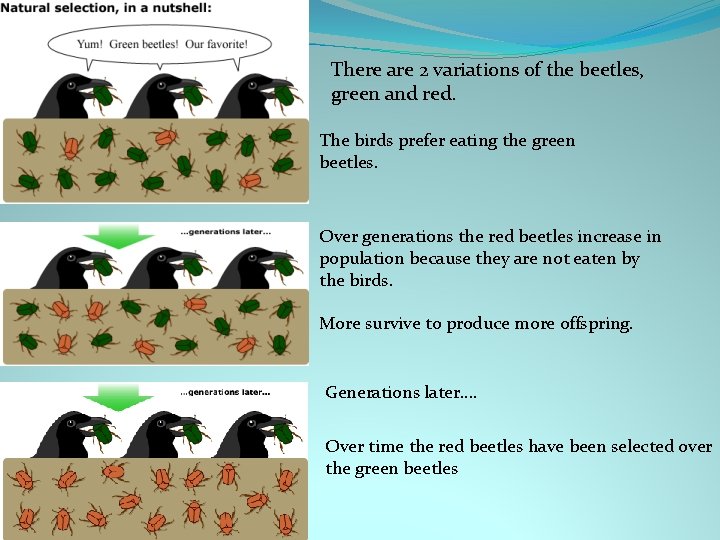 There are 2 variations of the beetles, green and red. The birds prefer eating