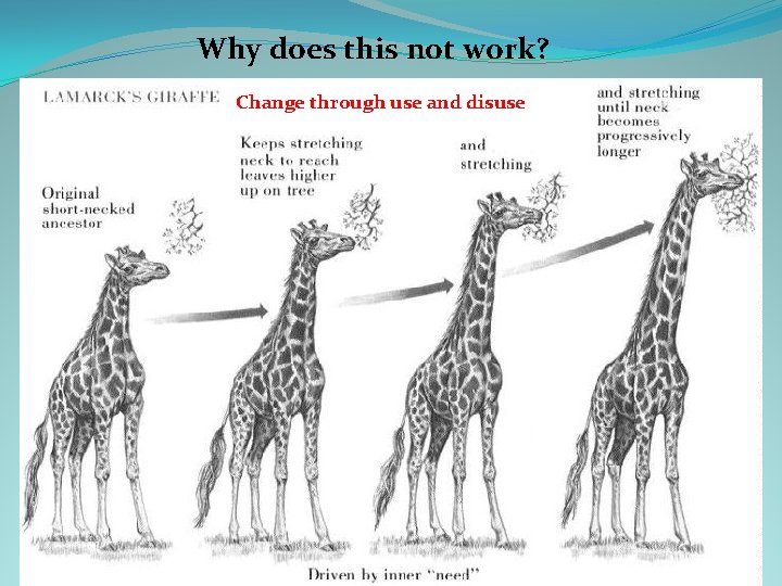 Why does this not work? Change through use and disuse 