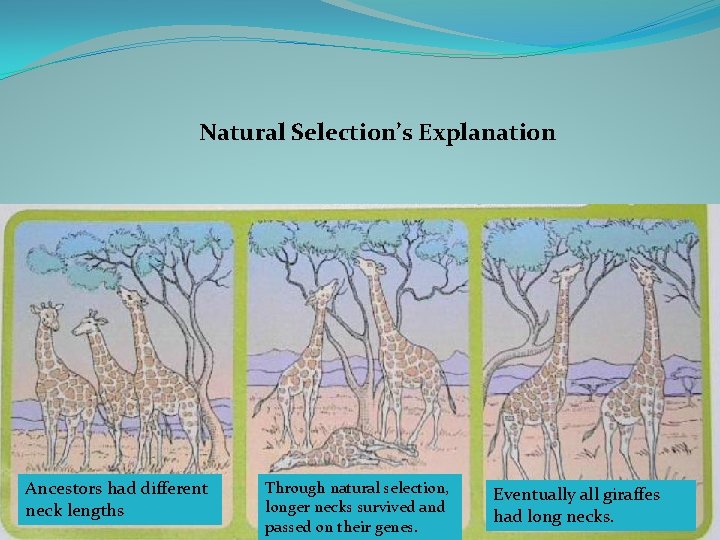 Natural Selection’s Explanation Ancestors had different neck lengths Through natural selection, longer necks survived