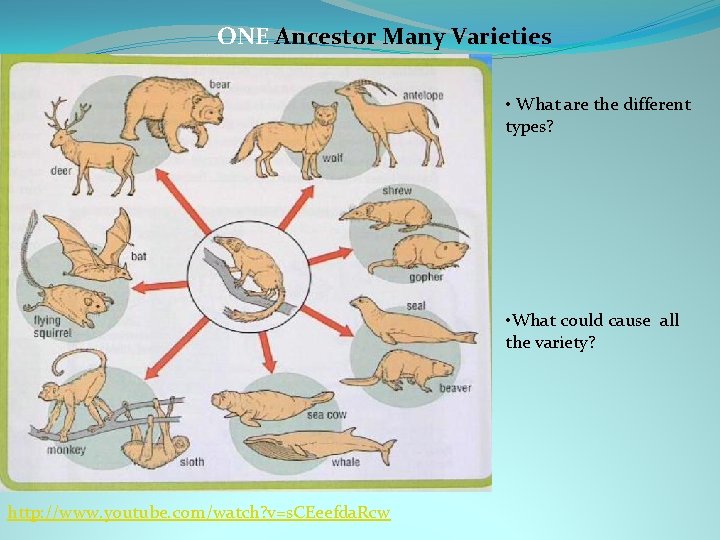 ONE Ancestor Many Varieties • What are the different types? • What could cause