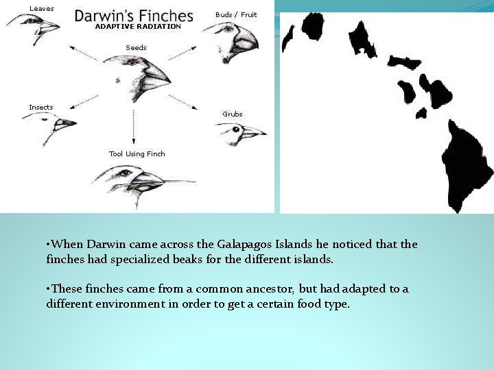  • When Darwin came across the Galapagos Islands he noticed that the finches