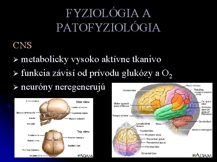 FYZIOLÓGIA A PATOFYZIOLÓGIA CNS Ø metabolicky vysoko aktívne tkanivo Ø funkcia závisí od prívodu