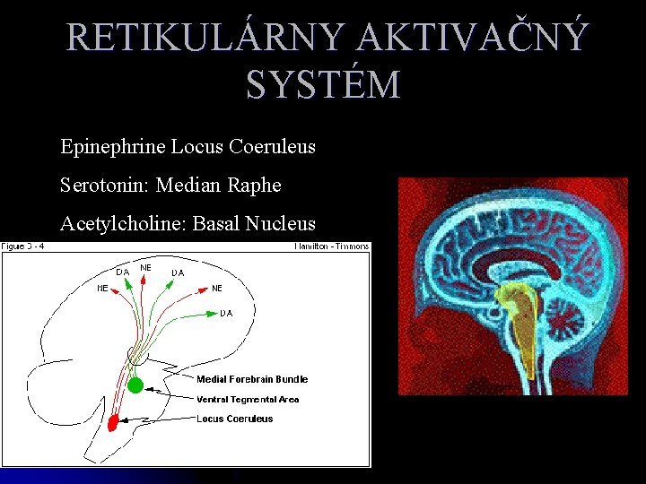 RETIKULÁRNY AKTIVAČNÝ SYSTÉM Epinephrine Locus Coeruleus Serotonin: Median Raphe Acetylcholine: Basal Nucleus 