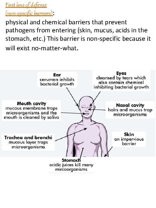 First line of defense (non-specific barriers): physical and chemical barriers that prevent pathogens from