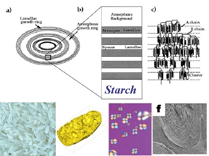 Starch 19 FRC. ppt 