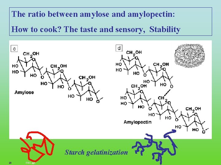 The ratio between amylose and amylopectin: How to cook? The taste and sensory, Stability