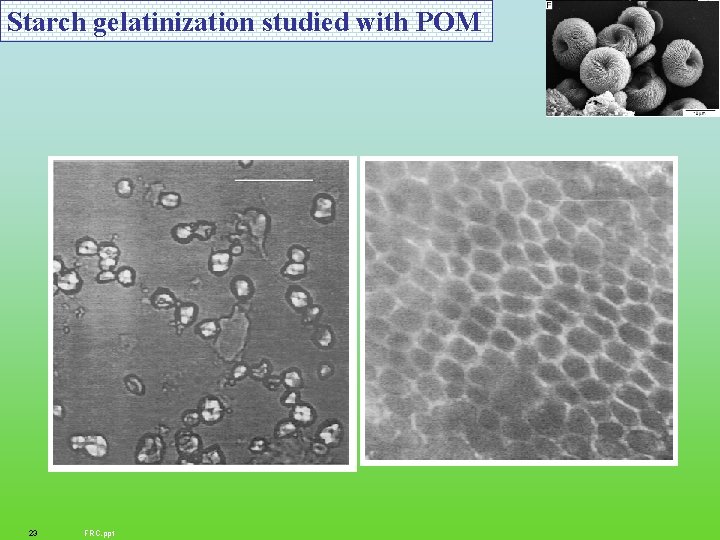 Starch gelatinization studied with POM 23 FRC. ppt 