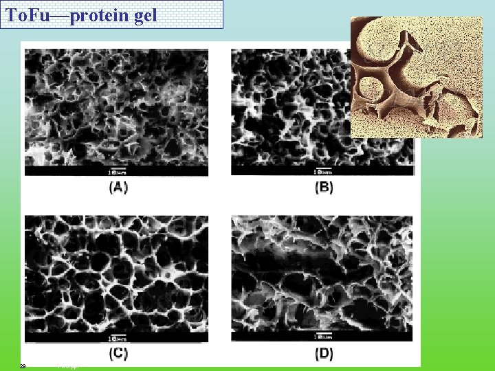 To. Fu—protein gel 29 FRC. ppt 