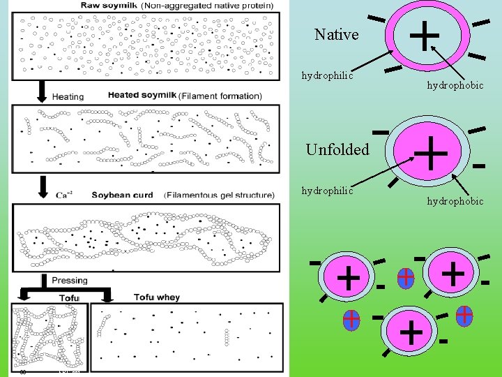 Native hydrophilic hydrophobic Unfolded hydrophilic 30 FRC. ppt hydrophobic 