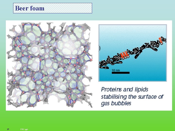 Beer foam 37 FRC. ppt 