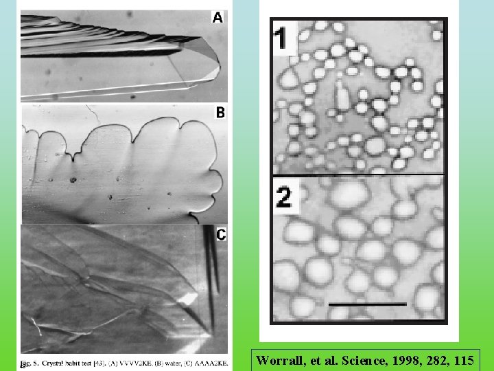 49 FRC. ppt Worrall, et al. Science, 1998, 282, 115 