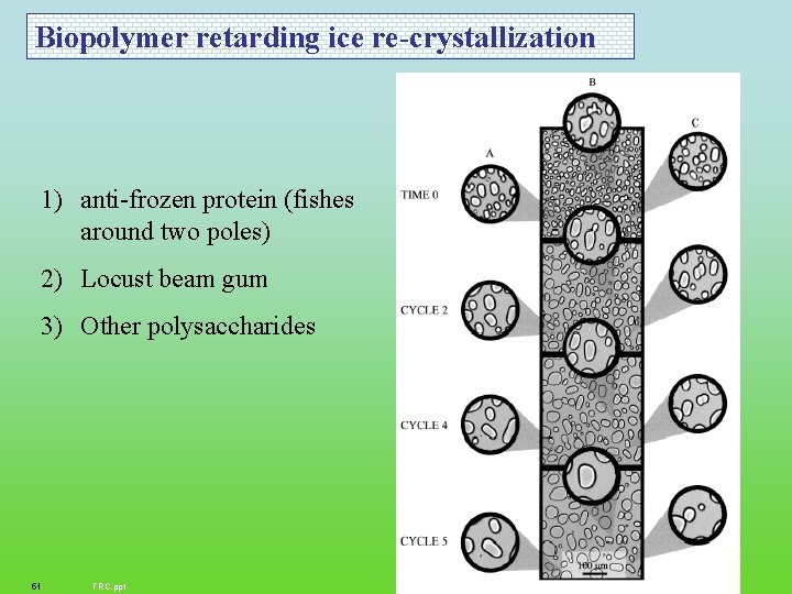 Biopolymer retarding ice re-crystallization 1) anti-frozen protein (fishes around two poles) 2) Locust beam
