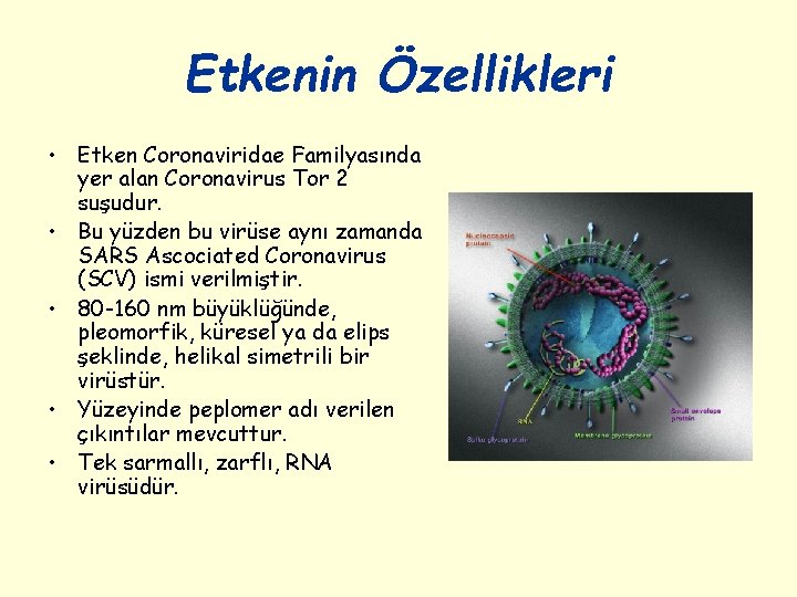 Etkenin Özellikleri • Etken Coronaviridae Familyasında yer alan Coronavirus Tor 2 suşudur. • Bu