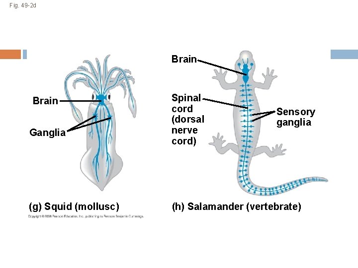 Fig. 49 -2 d Brain Ganglia (g) Squid (mollusc) Spinal cord (dorsal nerve cord)