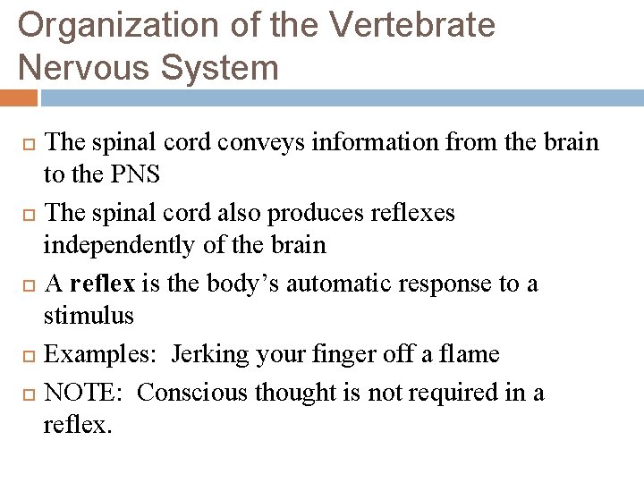 Organization of the Vertebrate Nervous System The spinal cord conveys information from the brain