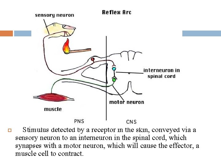  Stimulus detected by a receptor in the skin, conveyed via a sensory neuron