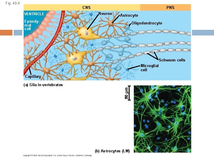 Fig. 49 -6 PNS CNS VENTRICLE Neuron Astrocyte Ependymal cell Oligodendrocyte Schwann cells Microglial