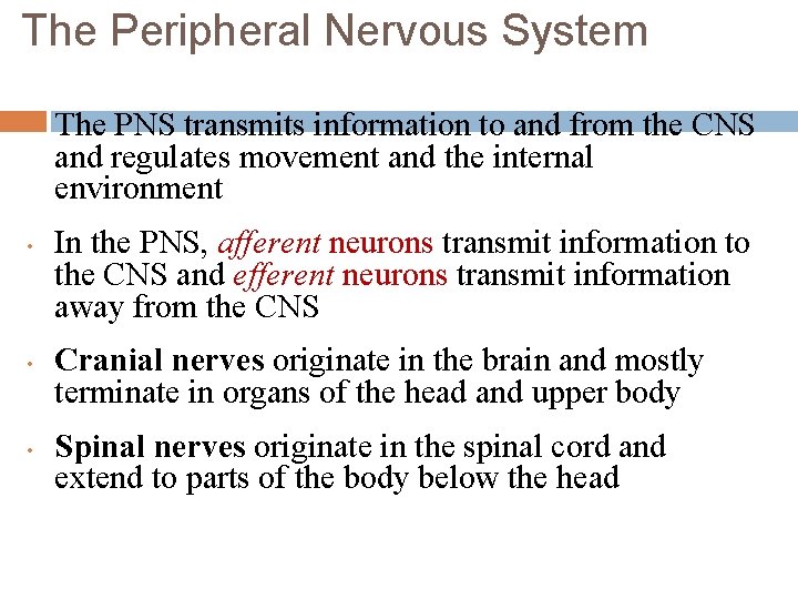 The Peripheral Nervous System • • The PNS transmits information to and from the