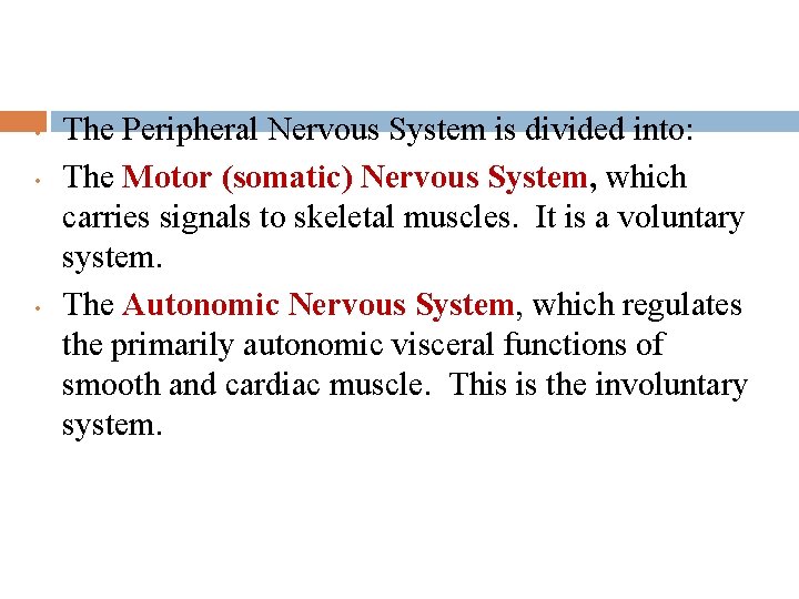  • • • The Peripheral Nervous System is divided into: The Motor (somatic)