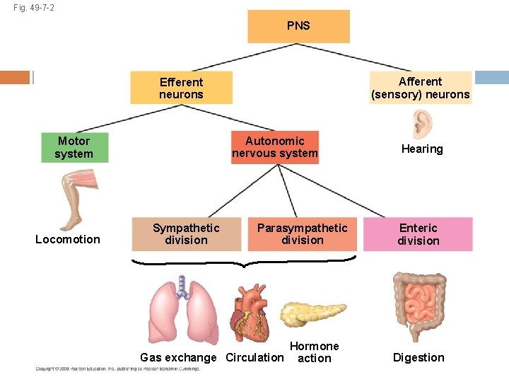 Fig. 49 -7 -2 PNS Afferent (sensory) neurons Efferent neurons Autonomic nervous system Motor