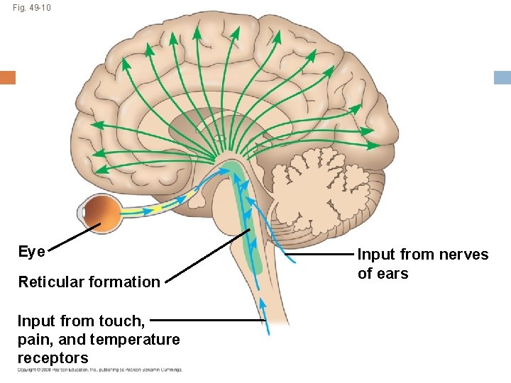 Fig. 49 -10 Eye Reticular formation Input from touch, pain, and temperature receptors Input