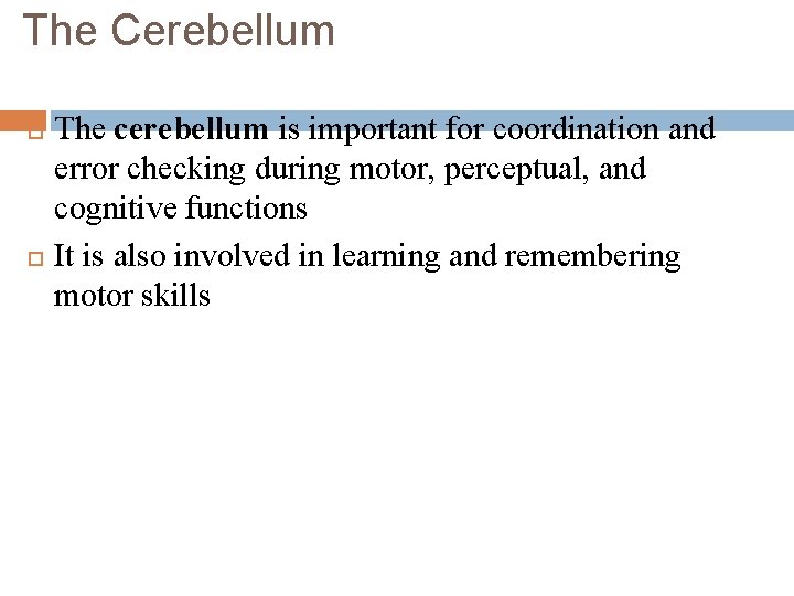 The Cerebellum The cerebellum is important for coordination and error checking during motor, perceptual,