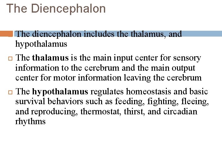 The Diencephalon The diencephalon includes the thalamus, and hypothalamus The thalamus is the main