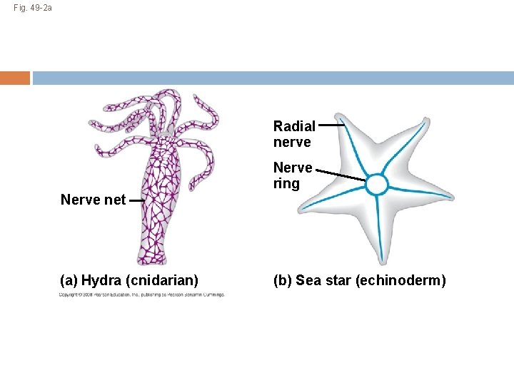 Fig. 49 -2 a Radial nerve Nerve ring Nerve net (a) Hydra (cnidarian) (b)