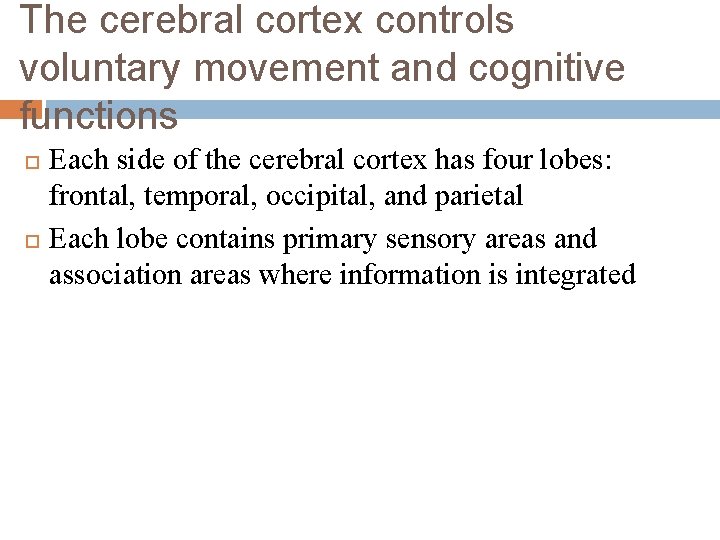 The cerebral cortex controls voluntary movement and cognitive functions Each side of the cerebral