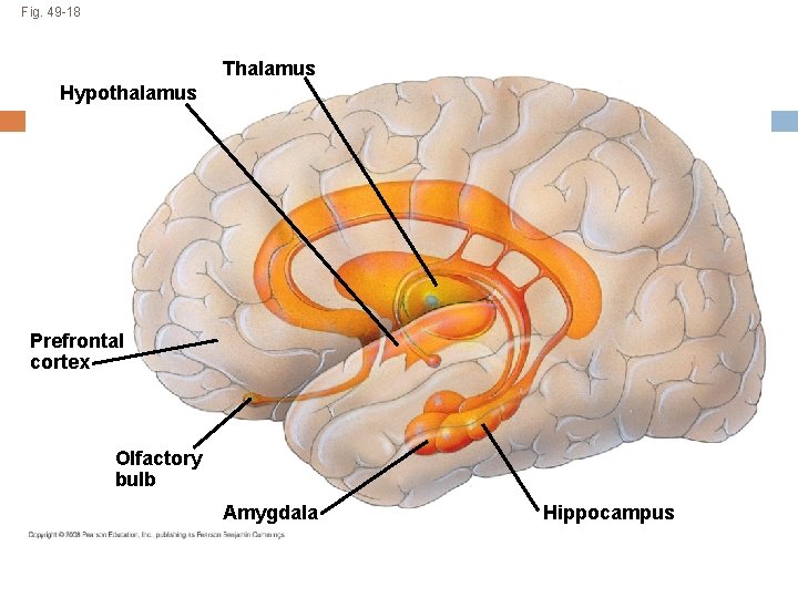 Fig. 49 -18 Thalamus Hypothalamus Prefrontal cortex Olfactory bulb Amygdala Hippocampus 