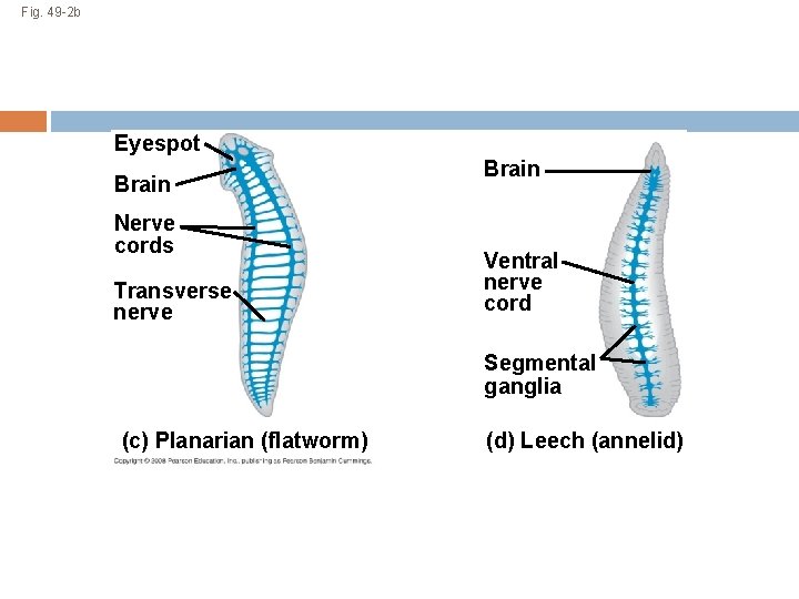 Fig. 49 -2 b Eyespot Brain Nerve cords Transverse nerve Brain Ventral nerve cord