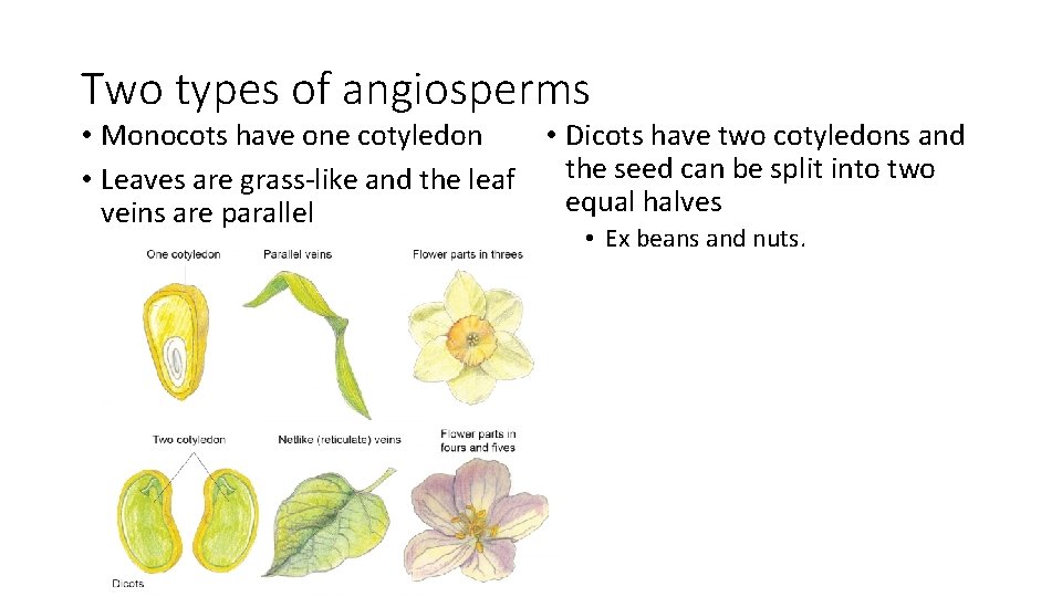 Two types of angiosperms • Monocots have one cotyledon • Dicots have two cotyledons