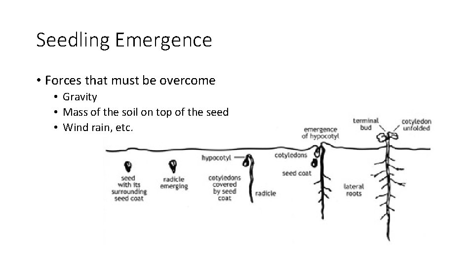 Seedling Emergence • Forces that must be overcome • Gravity • Mass of the
