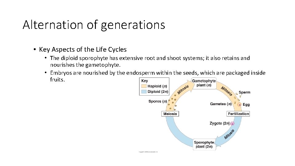 Alternation of generations • Key Aspects of the Life Cycles • The diploid sporophyte