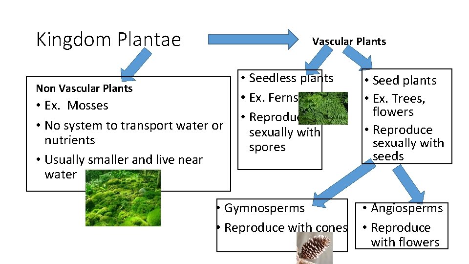 Kingdom Plantae Vascular Plants Non Vascular Plants • Ex. Mosses • No system to