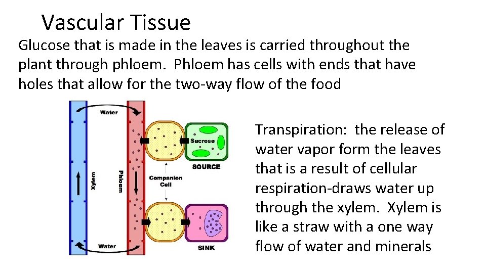 Vascular Tissue Glucose that is made in the leaves is carried throughout the plant