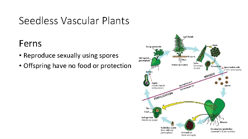 Seedless Vascular Plants Ferns • Reproduce sexually using spores • Offspring have no food