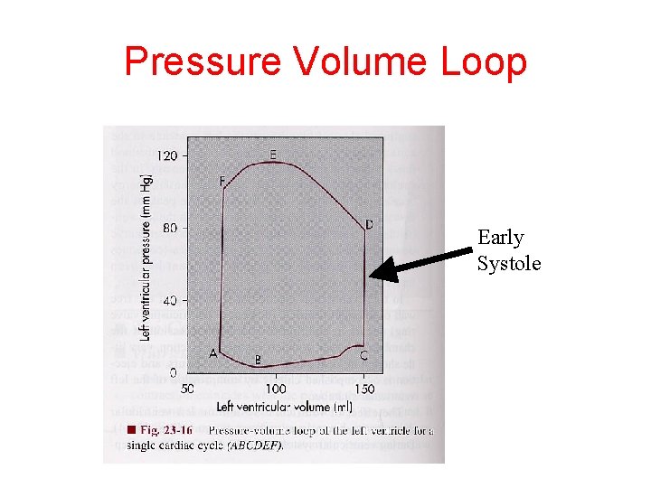 Pressure Volume Loop Early Systole 
