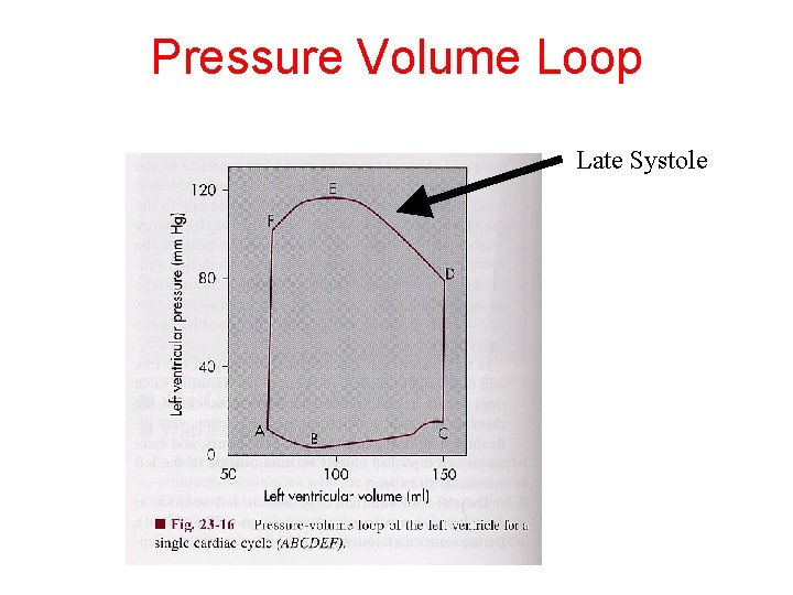 Pressure Volume Loop Late Systole 