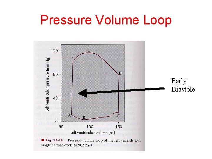 Pressure Volume Loop Early Diastole 