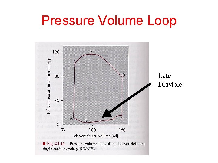 Pressure Volume Loop Late Diastole 