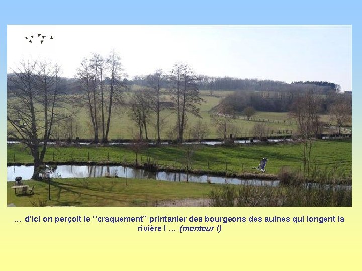 … d’ici on perçoit le ‘’craquement’’ printanier des bourgeons des aulnes qui longent la