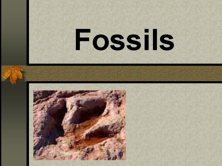 Fossils 