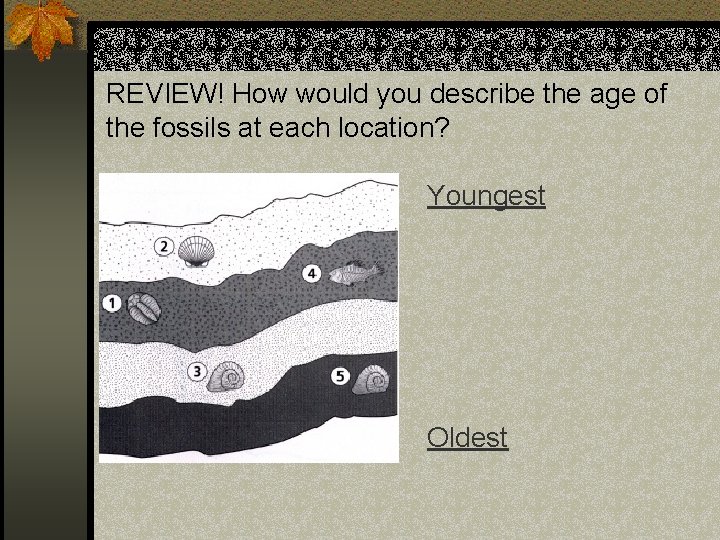 REVIEW! How would you describe the age of the fossils at each location? Youngest