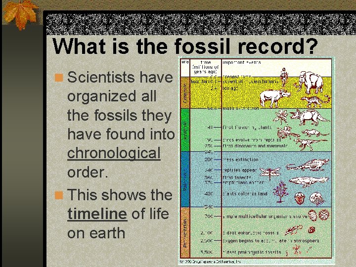 What is the fossil record? n Scientists have organized all the fossils they have