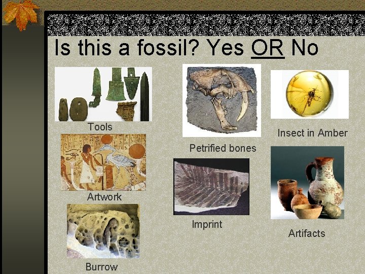Is this a fossil? Yes OR No Tools Insect in Amber Petrified bones Artwork