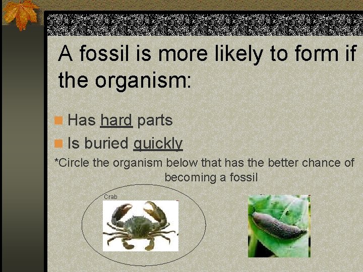 A fossil is more likely to form if the organism: n Has hard parts
