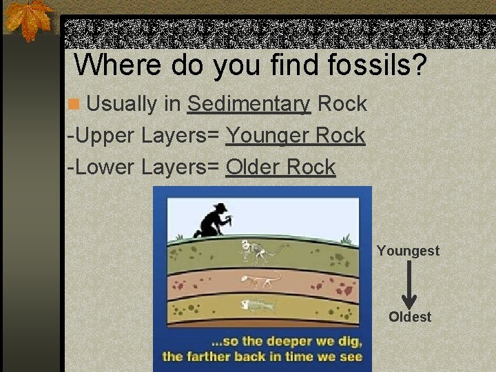 Where do you find fossils? n Usually in Sedimentary Rock -Upper Layers= Younger Rock