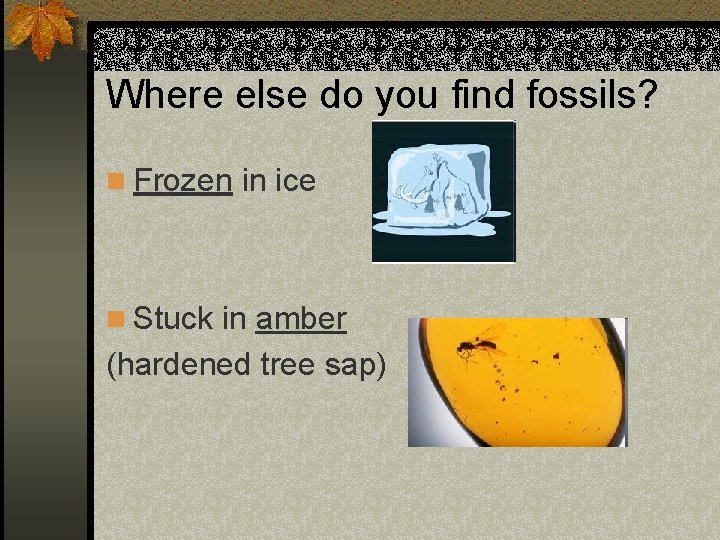 Where else do you find fossils? n Frozen in ice n Stuck in amber